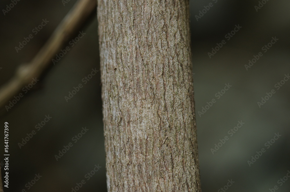 Obraz premium Close-up of Staphylea bumalda DC (Go-chu-na-mu) bark, showing detailed woody texture and valued for potential traditional medicinal uses. Photographed in Korea.