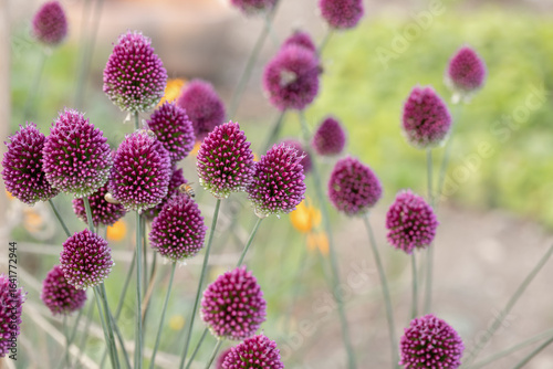 Blooming round-headed leak (Allium sphaerocephalon). Copyspace.
