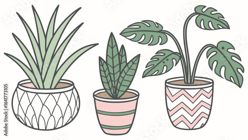 cactus in pots