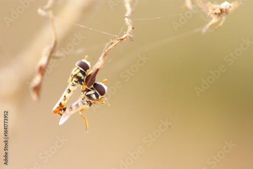 Photos Close-up macro shot of two mating hoverflies perched on a dry twig, showcasing vivid yellow-black patterns and delicate transparent wings in natural light