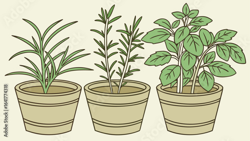 plant in a pot
