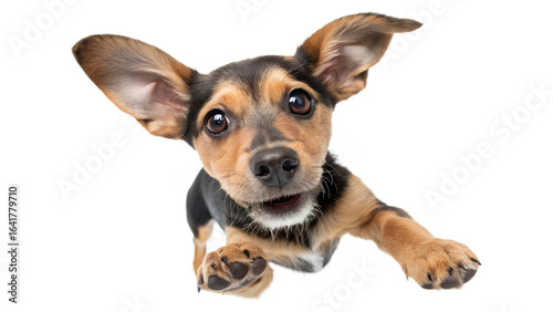 Cute small dog puppy with big ears looking at camera isolated on transparent background