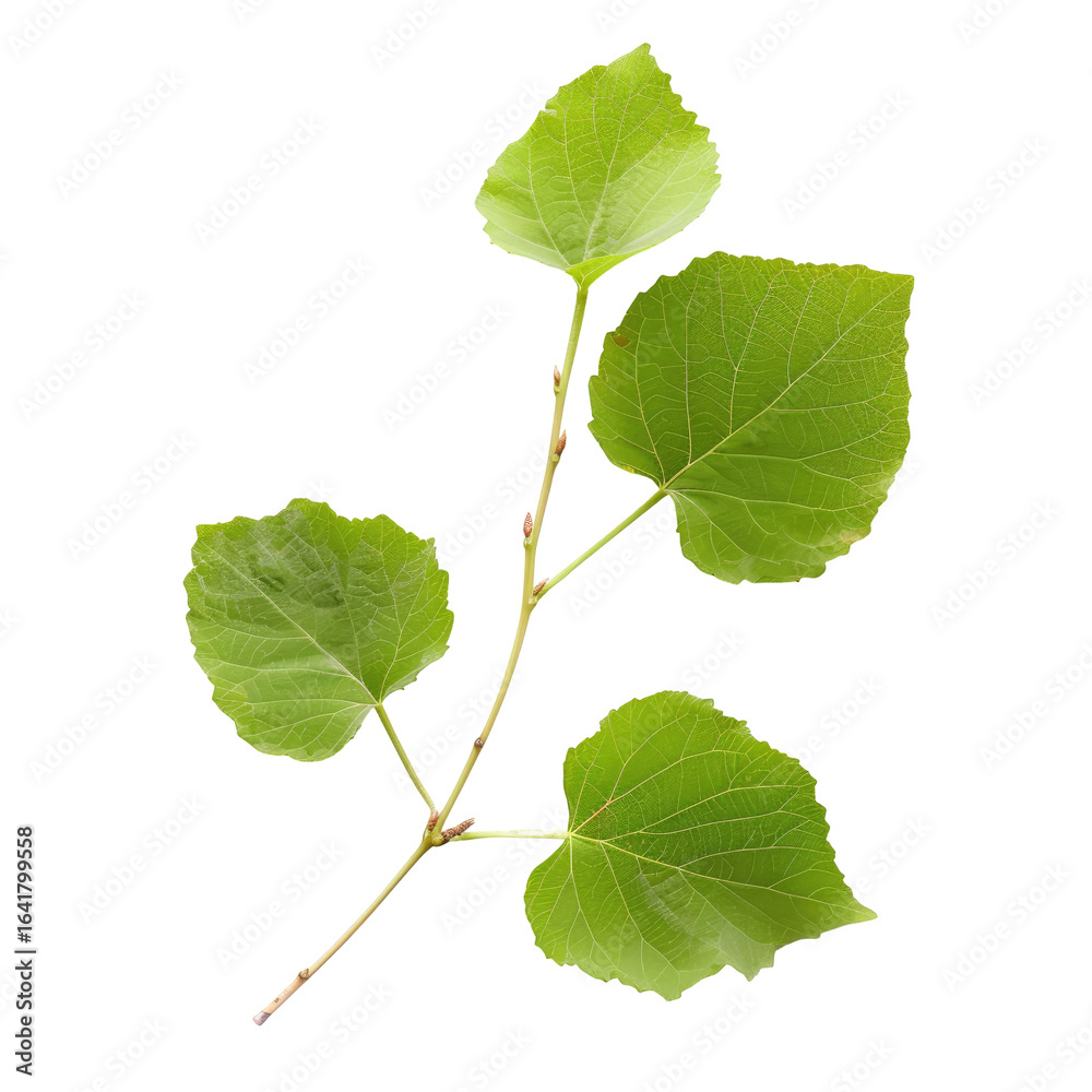 Fototapeta premium Green leaves sprig, nature botany, studio shot, black background, botanical illustration