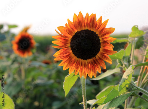 Wallpaper Mural Blooming sunflower in sunflower farm Torontodigital.ca