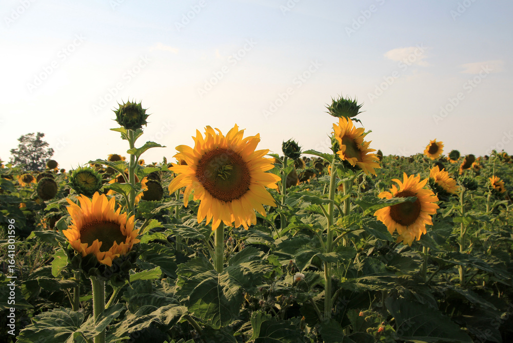 custom made wallpaper toronto digitalBlooming sunflowers in sunflower farm