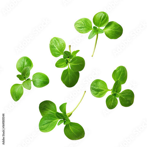 Fresh oregano sprigs, overhead shot, dark background, food ingredient