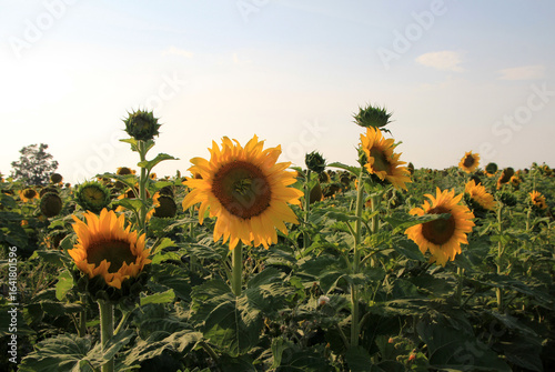 Wallpaper Mural Blooming sunflowers in sunflower farm Torontodigital.ca