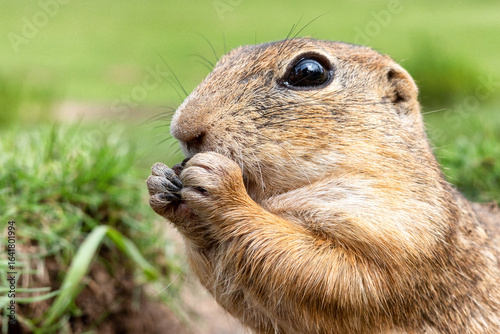 Cute European ground squirrel eating food in natural meadow habitat, close up of wild animal with funny face and big eyes, concept of wildlife and nature photography