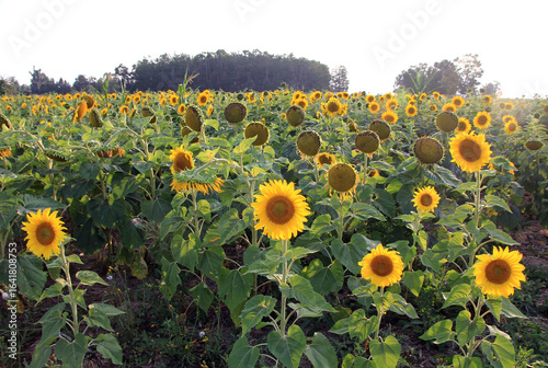Wallpaper Mural Blooming sunflowers in sunflower farm Torontodigital.ca