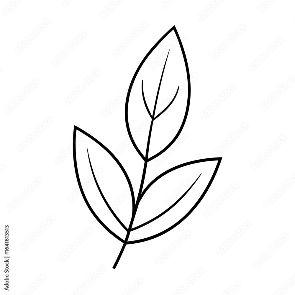 Curry Leaf Elegant Botanical Line Drawing with Minimal Organic Detail Vector illustration Curry Leaf Elegant Botanical Line Drawing with Minimal Organic Detail Vector illustration