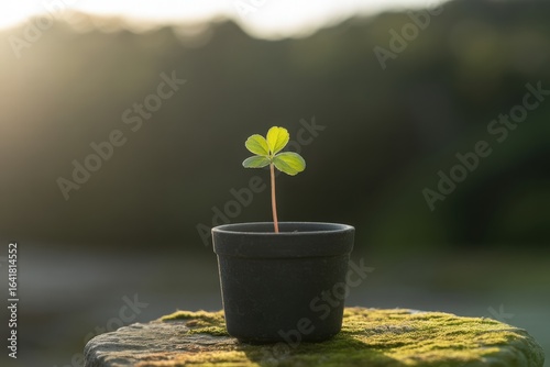 Young green sprout growing in a dark pot outdoors