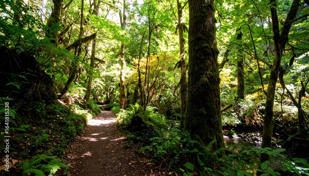 Fototapeta premium Sun-dappled forest path