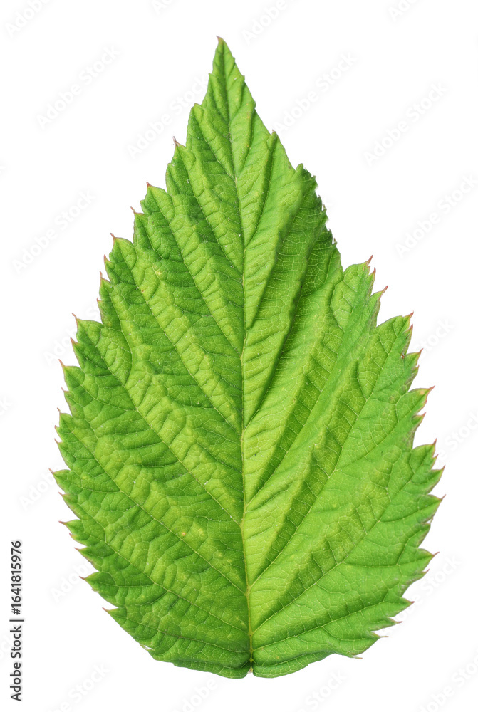 Fototapeta premium One green raspberry leaf isolated on white