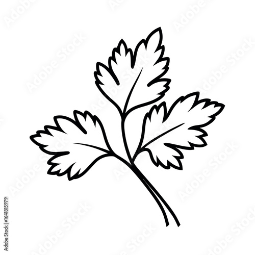 Parsley Leaf Botanical Line Art Depiction with Graceful Elegant Natural Detail Vector illustration