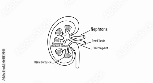 Kidney Nephron Diagram with Glomerulus and Tubules