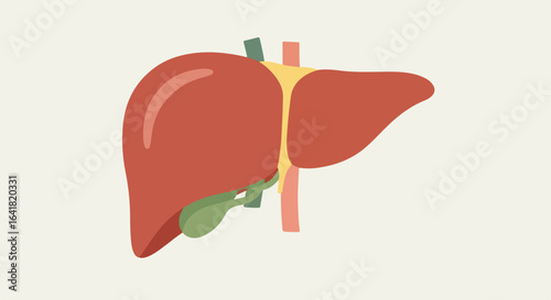 Cartoonish Illustration of a Human Liver with Attached Gallbladder