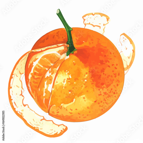 Watercolor illustration of an orange fruit, partially peeled, showing segments, with a green stem