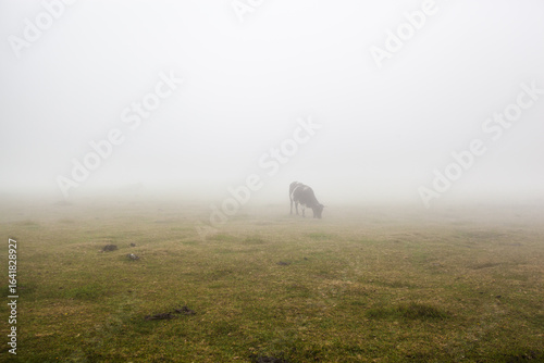 Fanal forest in foggy weather conditions , Madeira island , Portugal