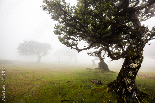Fanal forest in foggy weather conditions , Madeira island , Portugal