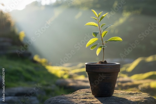 Young sapling growing in a pot bathed in morning sunlight