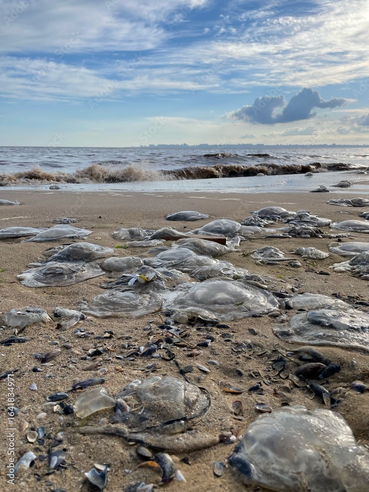 Obraz premium A photograph of a sandy seashore with jellyfish washed up on it. Waves and a cloudy sky are visible in the distance. The photo conveys the atmosphere of the natural phenomenon and the seashore.