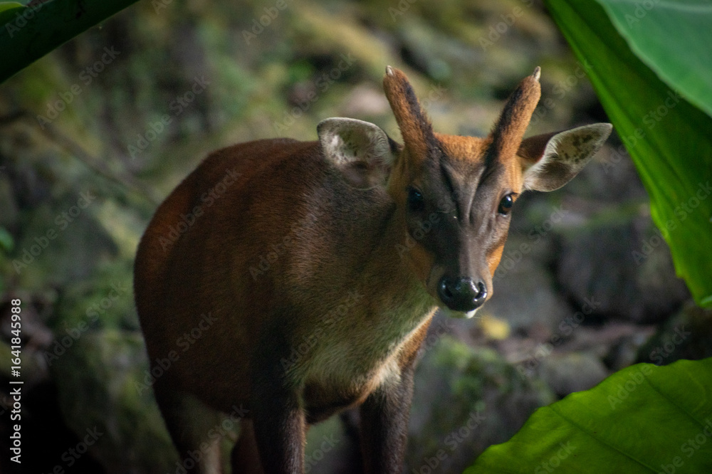 Obraz premium Close-up profile of a southern red muntjac (Muntiacus muntjak) in a conservation park, displaying its reddish-brown fur and delicate antlers. Munjac is a barking deer native to Southeast Asia.