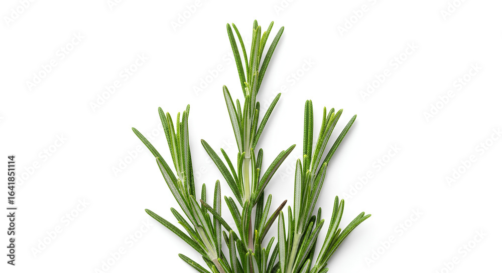 Obraz premium green grass isolated on white background