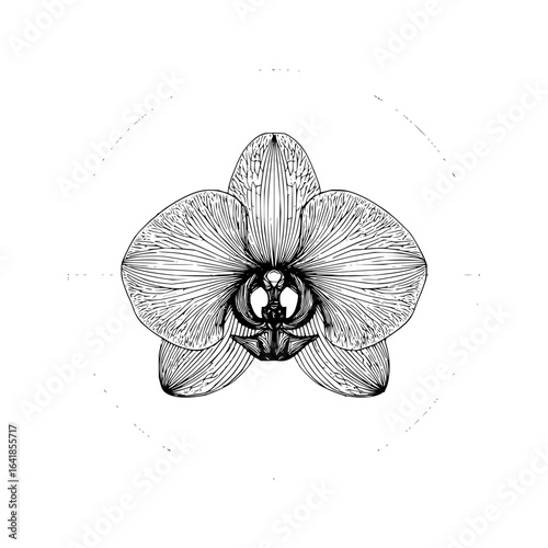 Detailed line art drawing of a phalaenopsis orchid flower blossom botanical illustration floral design element