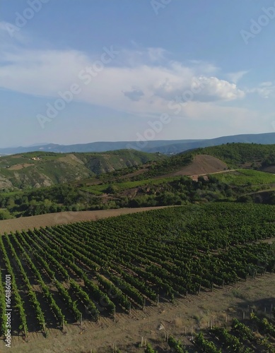 Wallpaper Mural Vineyard landscape view Torontodigital.ca