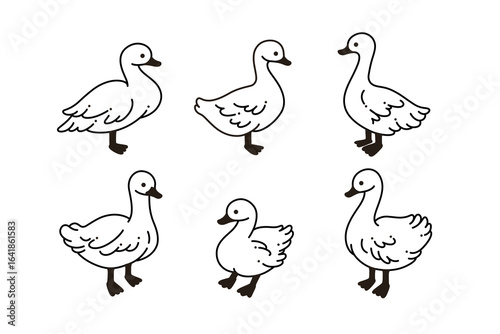 Domestic fowl. Vector contour illustration of duck.