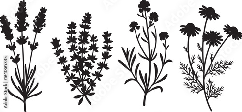 Four black silhouette illustrations of herbs on white background plant nature