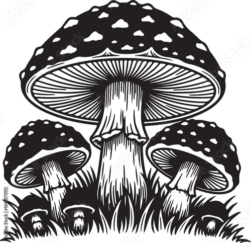 Black and white illustration of fly agaric mushrooms in grass amanita muscaria fungus