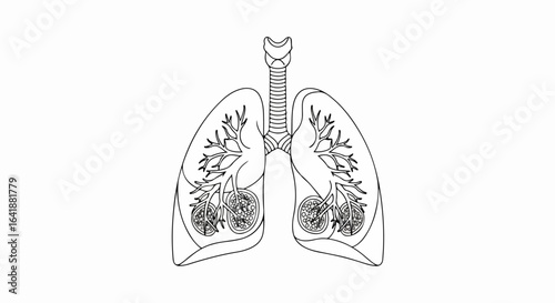 Anatomical Illustration of Lungs with Detailed Bronchial Tree