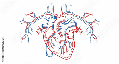 Detailed Anatomical Illustration of Human Heart with Arteries and Veins