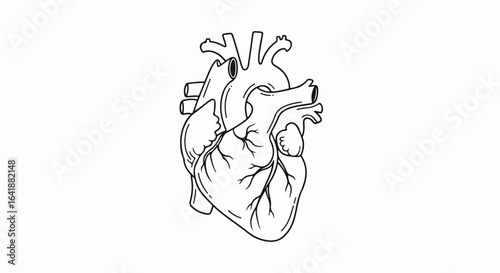 Anatomical Heart Line Art Illustration with Veins and Arteries
