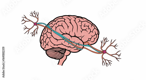 Detailed Illustration of Human Brain with Connected Neurons, Showing Pink Brain Tissue, Branching Neuron Structures, and Colored Nerve Fibers.