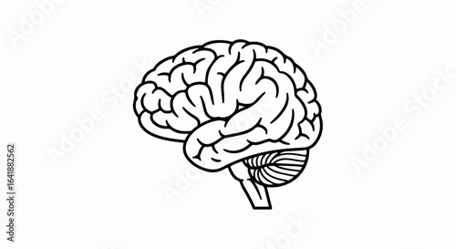Detailed Black and White Line Art Brain Illustration