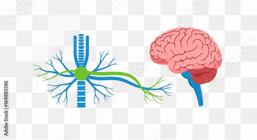 Simplified Human Brain and Spinal Cord Illustration with Nerve Connections
