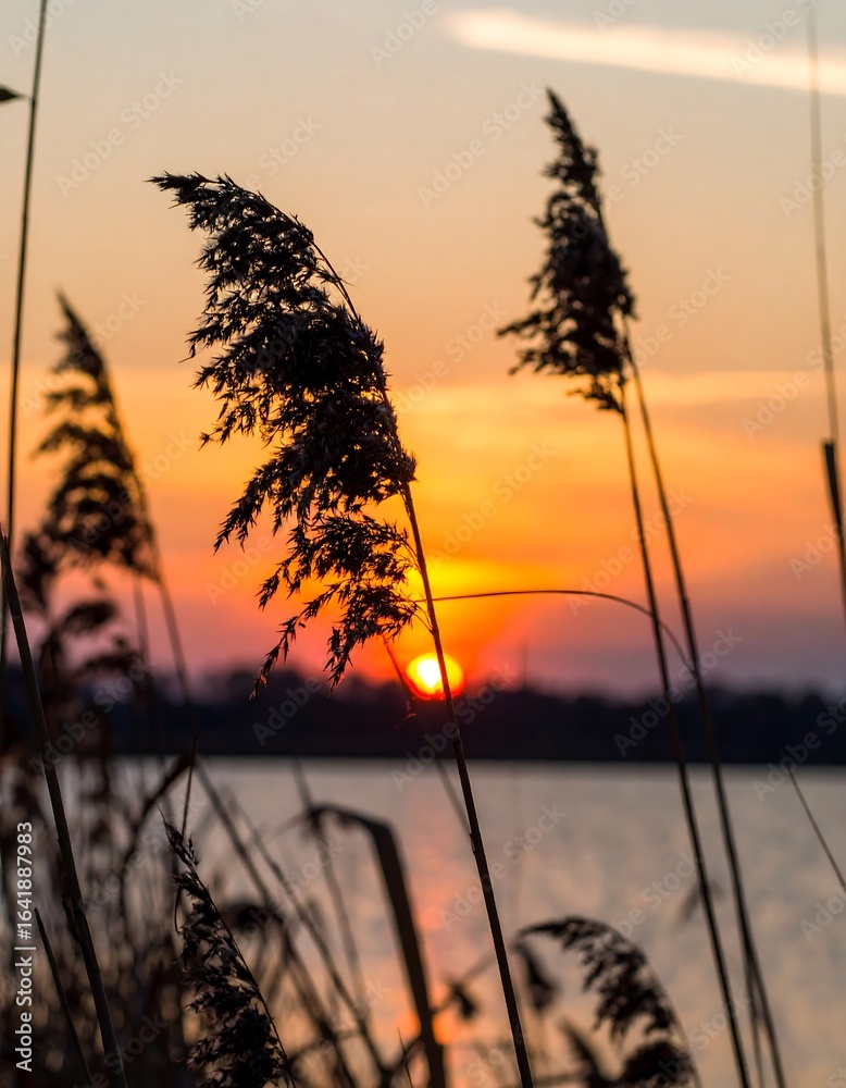 Fototapeta premium Sunset over water reeds