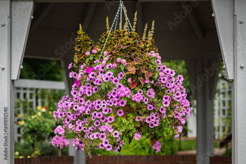 Purple Petunia Hanging Basket Floral Arrangement