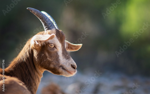 Cuadro en lienzo goat face