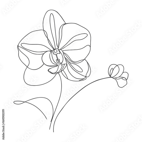 One line illustration of orchid flowers. Vector minimalistic floral design for greeting card.