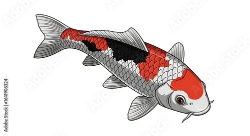 A detailed illustration of a Sanke koi fish, a Japanese carp variety, on a white background.