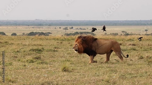 Powerful male lion striding confidently through golden grasslands, surrounded by small birds soaring near majestic predator
