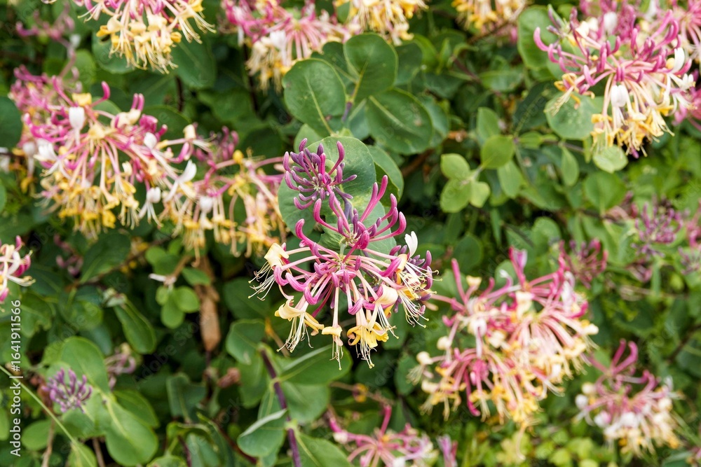 Obraz premium Etruskisches Geißblatt oder Lonicera etrusca. Strauchpflanze mit grünen Blättern. Sehr blühfreudig mit großen, nach Honig duftenden Blüten in Karminrosa, Gelb und Cremeweiß 