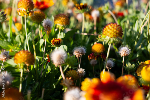Blanket flower photo in nature