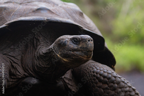 Galápagos Giant Tortoise Portrait Close up on Isabela Island, Galapagos, Ecuador. (Chelonoidis nigra). Endangered wildlife photography. Wildlife conservation. 