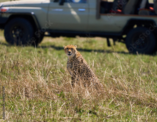 Canvas Print Cheetah Observing from the Grass with Safari Vehicle in Background
