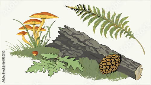 Natural forest elements illustration with mushrooms, fallen log, fern, pine cone, oak leaves, acorn. Woodland nature.