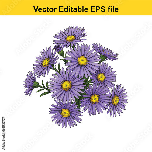 Purple aster flower isolated on white background